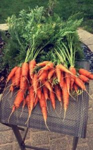 Ben Pfeifer carrots