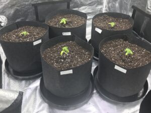 Joint Grow Journal 7: Transplanting