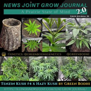 Tenzin Kush #4 x Hazy Kush by Green Bodhi