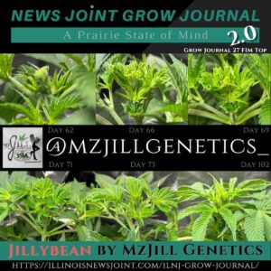 Jilly Bean by MzJill Genetics