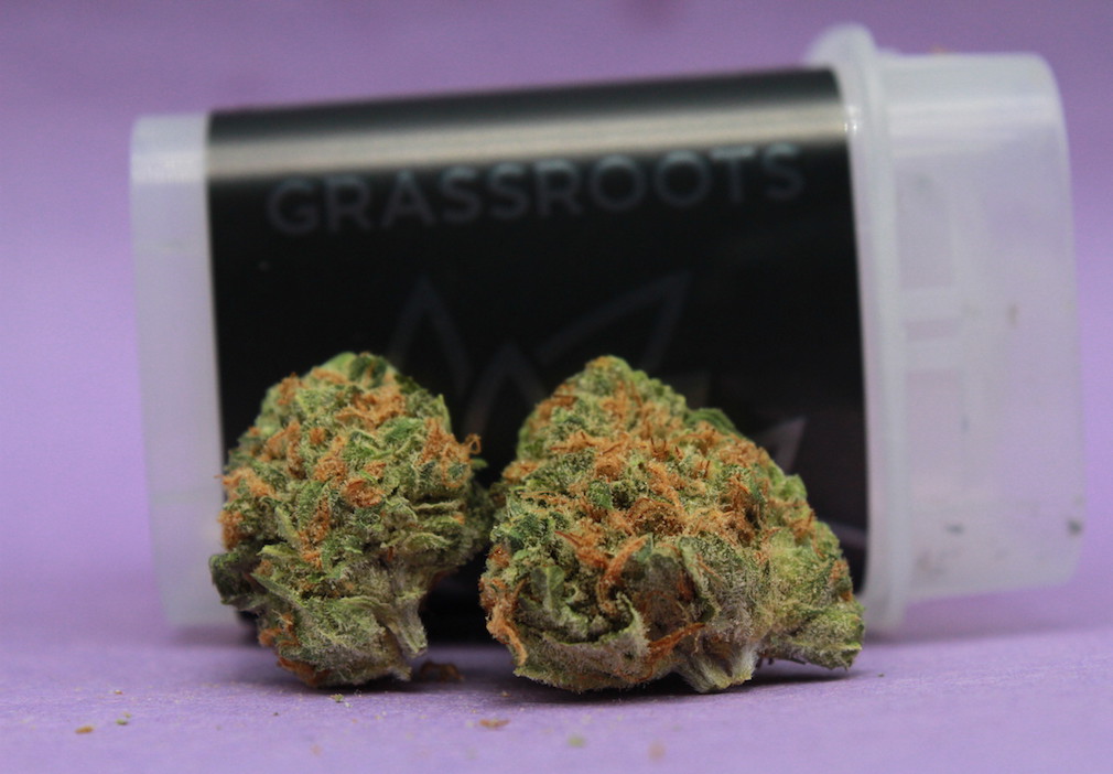 Acapulco Gold by Grassroots