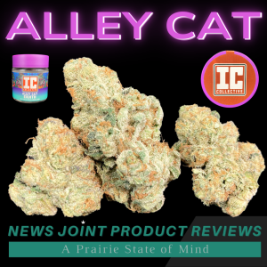 Alley Cat by IC Collective
