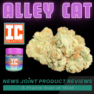 Alley Cat by IC Collective