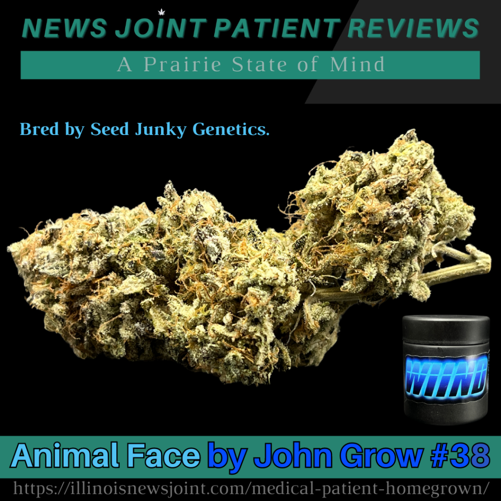 Animal Face by John Grow #38